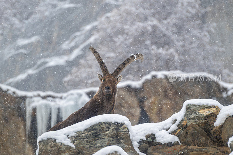 意大利valsavarenche Val D 'aosta，高山野山羊在冬季下雪环境中的大雄性